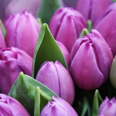 violet