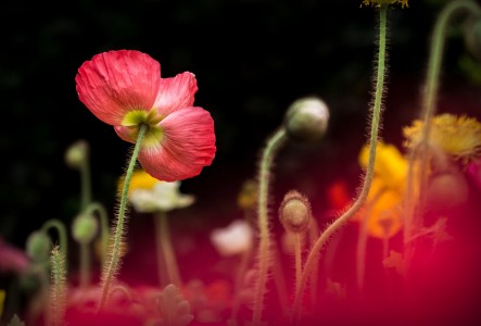 Unsplash hhL02NZaAeA