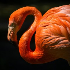 redorange