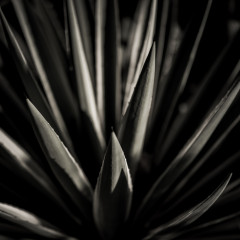 dark