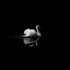 dark