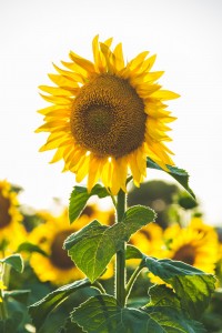 Unsplash 5lRxNLHfZOY