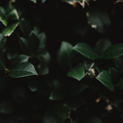 dark