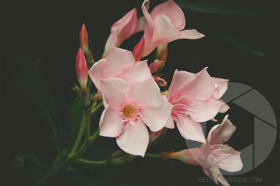 Unsplash DPnw8yA2fRE