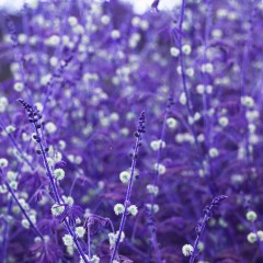 violet