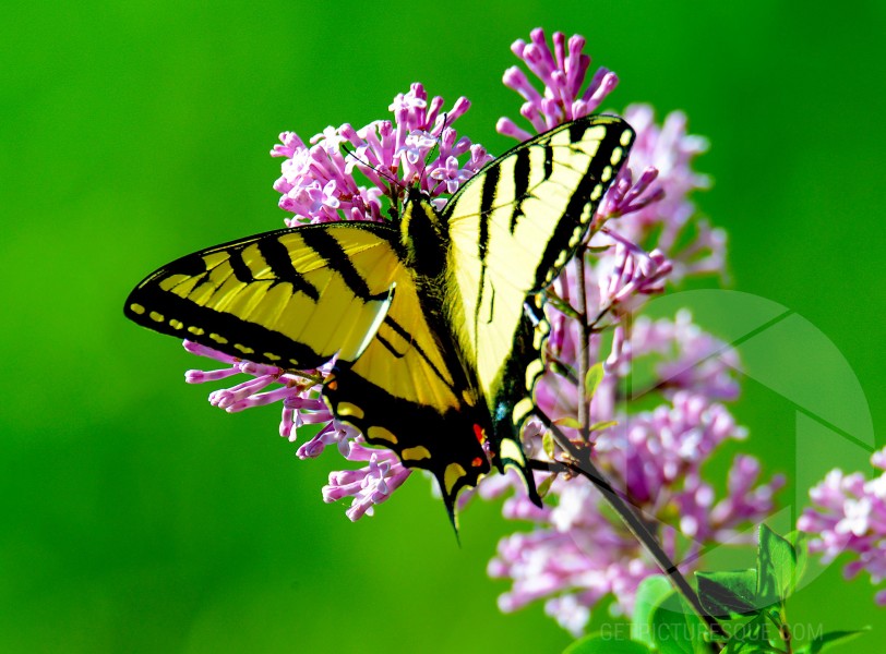 Unsplash wTMyELLeV38