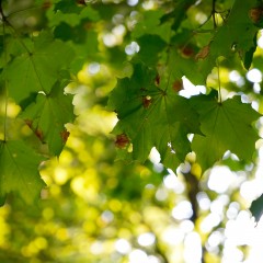 yellowgreen
