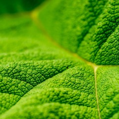 yellowgreen