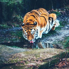 orange