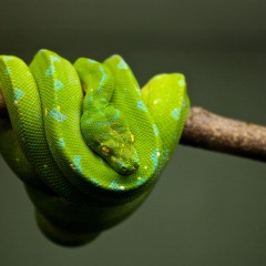 yellowgreen