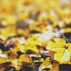 yellowgreen