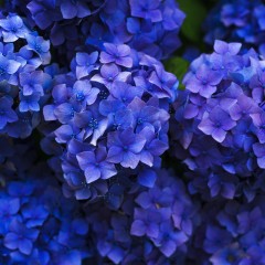 blueviolet