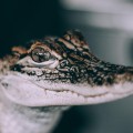 Unsplash ZALAsEewSlc