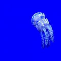 blue