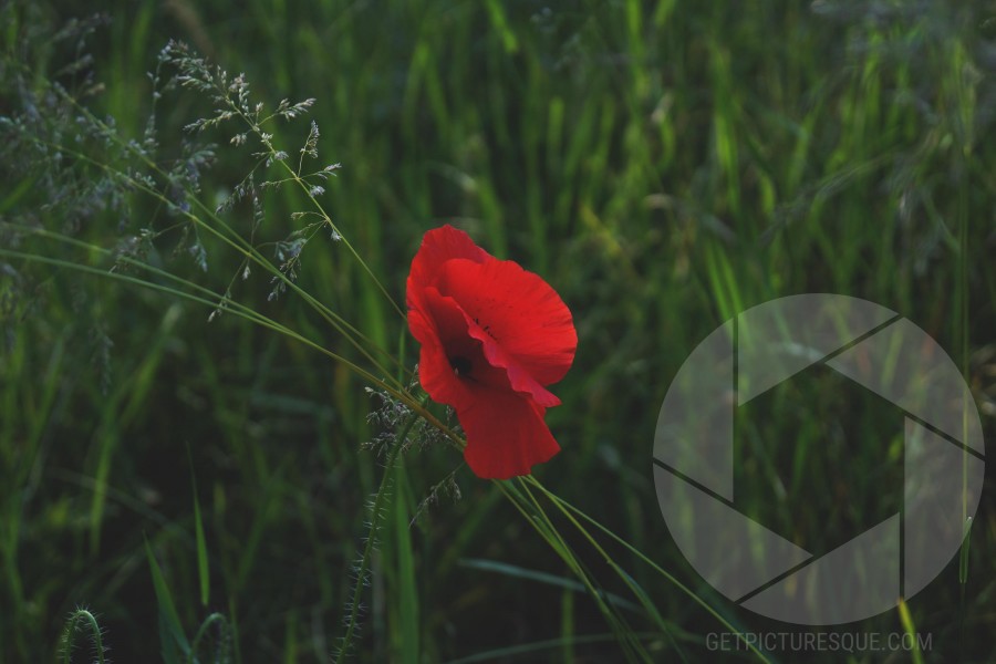Unsplash qZtXseRsNVs