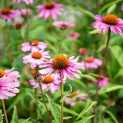 redviolet
